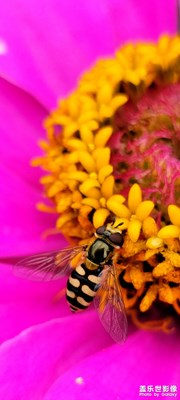 【我的夏天】+昆蟲總動員