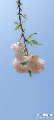 【我的夏天】+晚櫻（1）