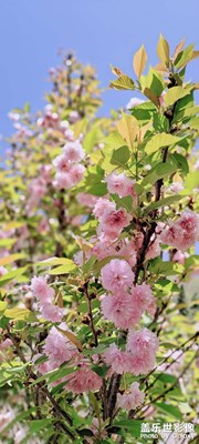 【我的夏天】+晚櫻（2）