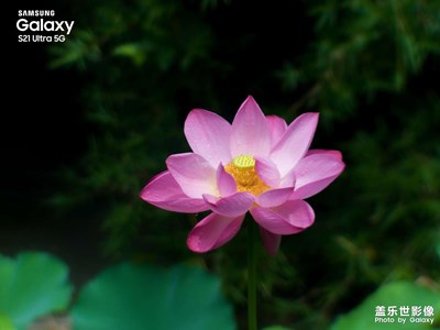 【我的夏天】+荷韻