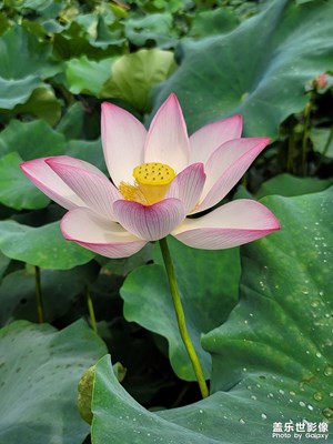 荷花，宋楊萬里