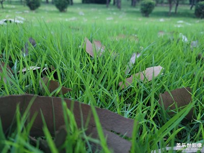 【我的夏天】+夜晚公園