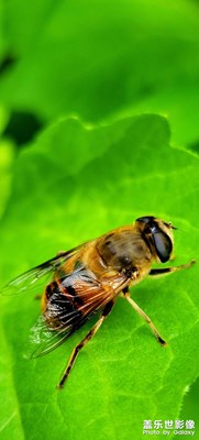 【我的夏天】+小昆蟲