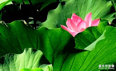 夏日荷花