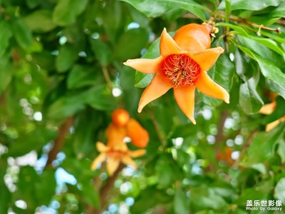 【多彩夏日】+石榴花開