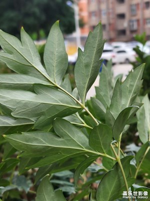 【多彩夏日】+夏至已過(guò)