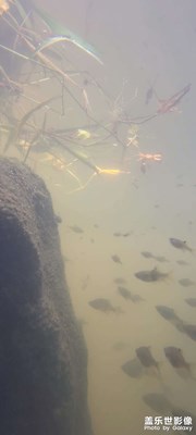 S20u水下拍攝 視頻截圖