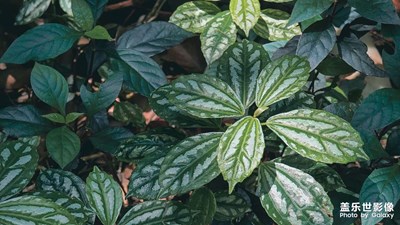 【我的夏天】覓一處綠茵