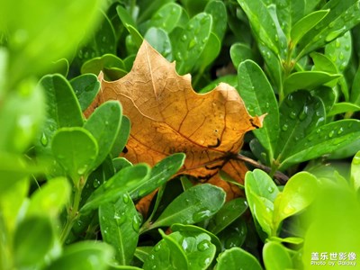 夏日落葉??