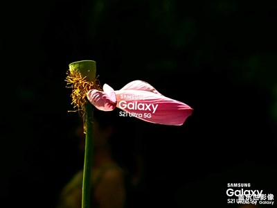 三星手機賞夏荷