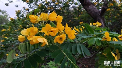 發(fā)2張以前note9拍的黃刺梅。