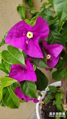 【盛夏的影像】盆栽三角梅