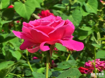 酷暑難當(dāng)，鮮花綻放