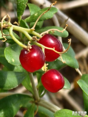 盛夏的果實(shí)