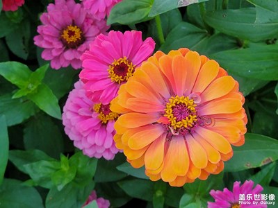 【留住光影】繁花盛開(kāi)