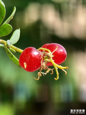 【盛夏的影像】+沿途風(fēng)景