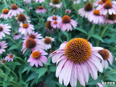 黃昏隨手拍了幾張