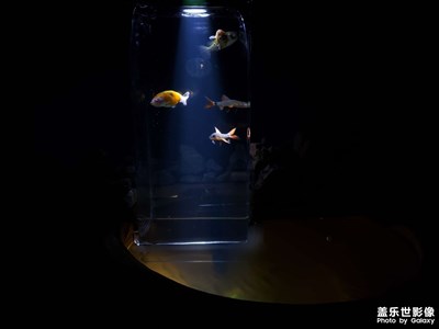 【夏日好時光】＋夜幕精靈