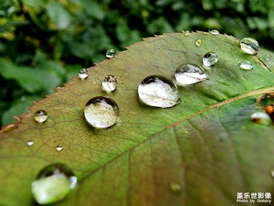 【夏日好時(shí)光】雨露