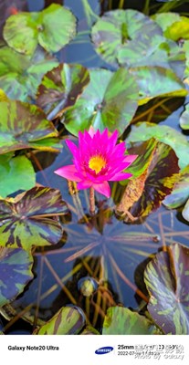 【屬于夏天的時刻】荷塘日色