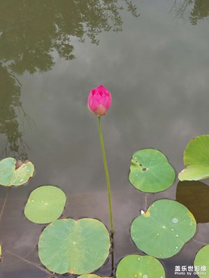 蓮花--不同風格的淡雅與芬芳