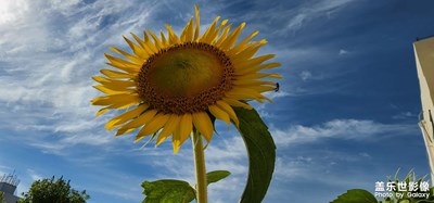 追逐陽光，充滿陽光