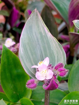 【半夏時(shí)光】+花香依舊