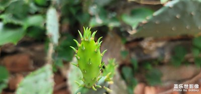 夏日仙人掌