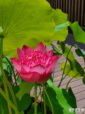 【半夏時(shí)光】＋涼意自生