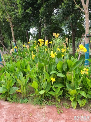 建設(shè)中的公園