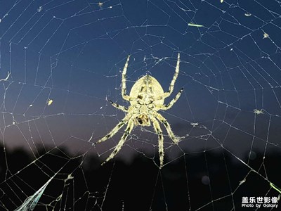 今日照片  還有蜘蛛