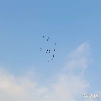【半夏時光】天高任鳥飛