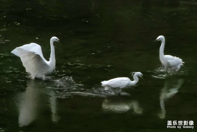 白鷺的世界