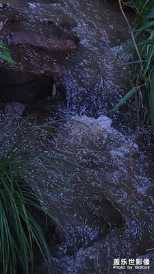 【半夏時(shí)光】+流水