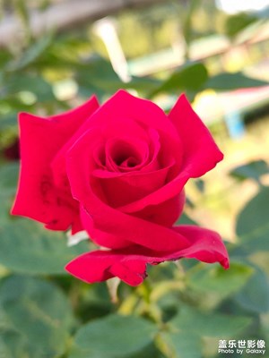 【唯愛(ài)七夕】+不變的顏色