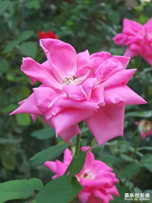 生活中不能沒(méi)有美好