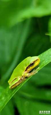 【唯愛(ài)七夕】+七夕拍照