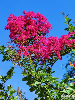 【唯愛(ài)七夕】+艷紅