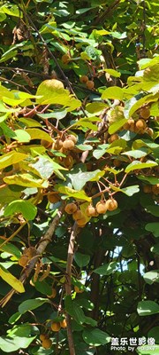 秦嶺大山深處的純野生獼猴桃