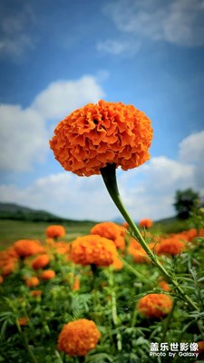 花開山鄉(xiāng)