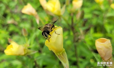 【帶著手機(jī)去旅行】+昆蟲隨拍