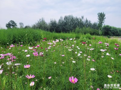 【帶著手機去旅行】+花海