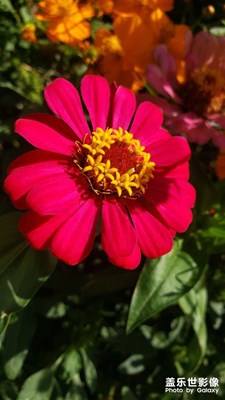 【與美好相逢】初秋小花