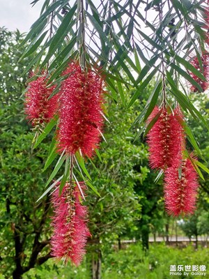 【與美好相逢】+串錢柳