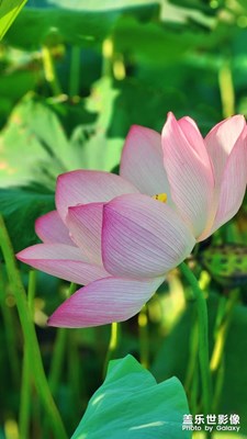 【早秋】+回憶夏荷