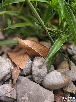 【早秋】+秋雨下的葉子