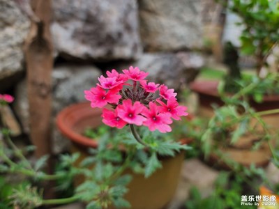 鄉(xiāng)村隨拍