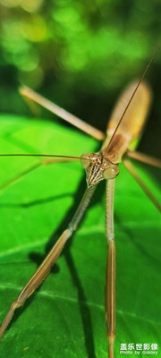昆蟲(chóng)與靜物