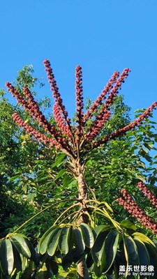 鴨腳樹的風(fēng)彩