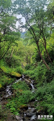 川西景色之綠色護(hù)眼壁紙系列！